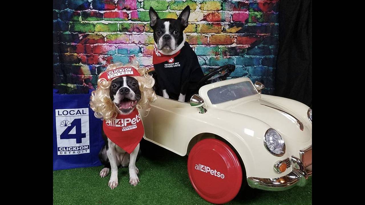 Join the All 4 Pets community!